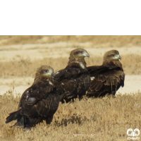 گونه کورکور سیاه Black Kite